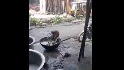 Viral Video: होटल के बाहर इंसानों की तरह बंदर ने धुले बर्तन, काम खत्म करने के बाद खाया खाना