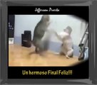 gatos peleando fuertemente