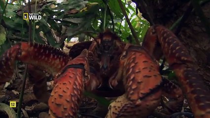 Galápagos. Episodio_5- los secretos naturales del Ecuador.