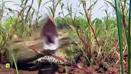 Ilusiones letales. Episodio 1- Los más peligrosos de África. Documental.