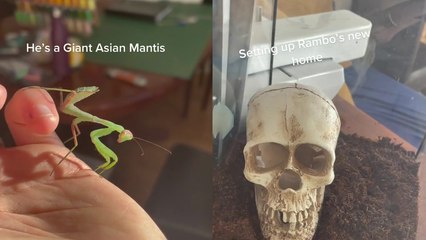 'Girl sets up a spooky home for her Praying Mantis '