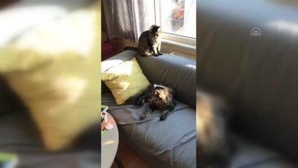 Mahkeme "kedilerin velayeti" davasında "Piraye" ve "Cingöz"ün psikolojisini de gözetti