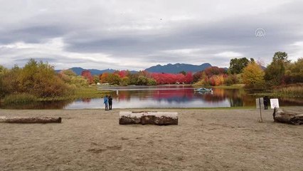 VANCOUVER - Kanada'da sonbaharın renkleri drone ile görüntülendi
