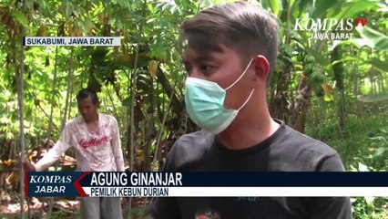 Durian Si Bajing Asal Sukabumi, Mangga Cobian