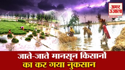 Complaint Crop Failure Reached 60 Thousand in Haryana| जाते-जाते मानसून किसानों का कर गया नुकसान