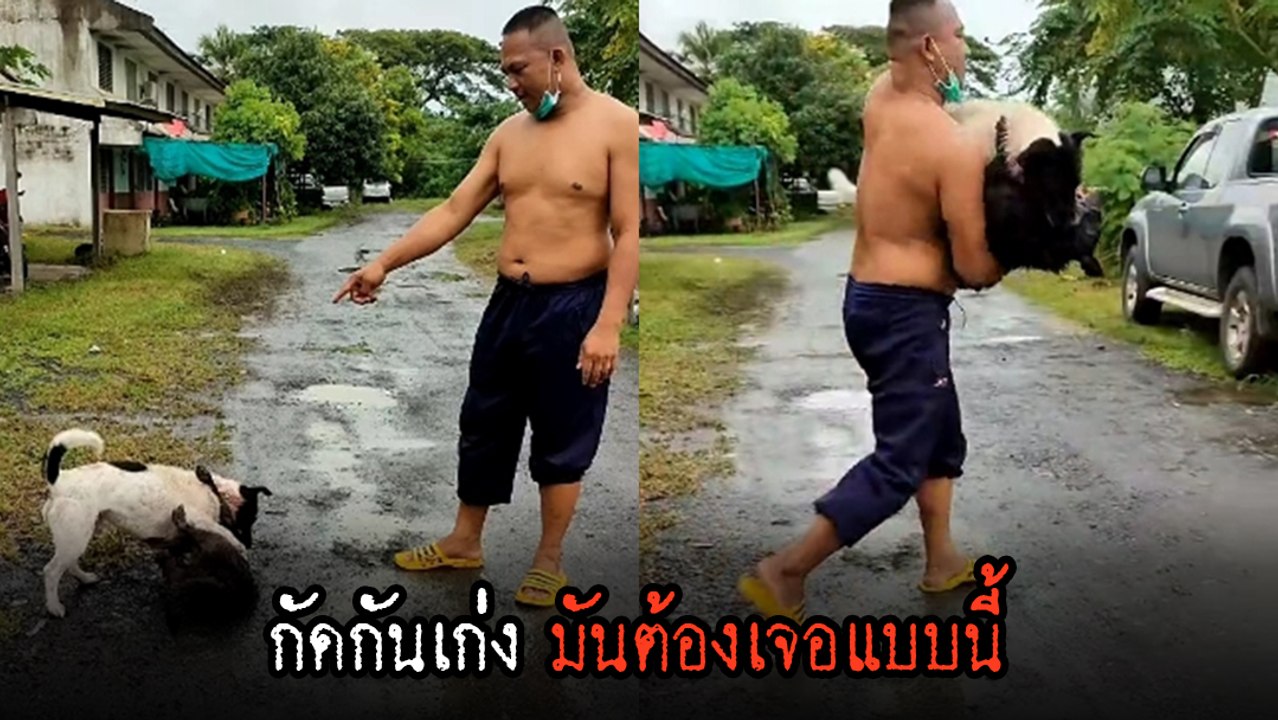 ฮาว ทู แยกหมากัดกัน ได้ผลจริง 100% แต่เอิ่ม......