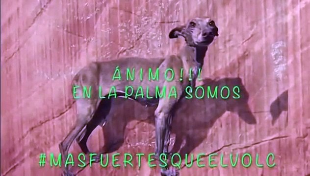 Afinal, cães não foram resgatados por drone mas sim por grupo misterioso