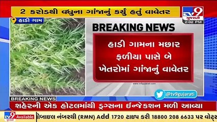 SOG nabs 3 for farming Ganja worth Rs  2 crores in Dahod's village _ TV9News