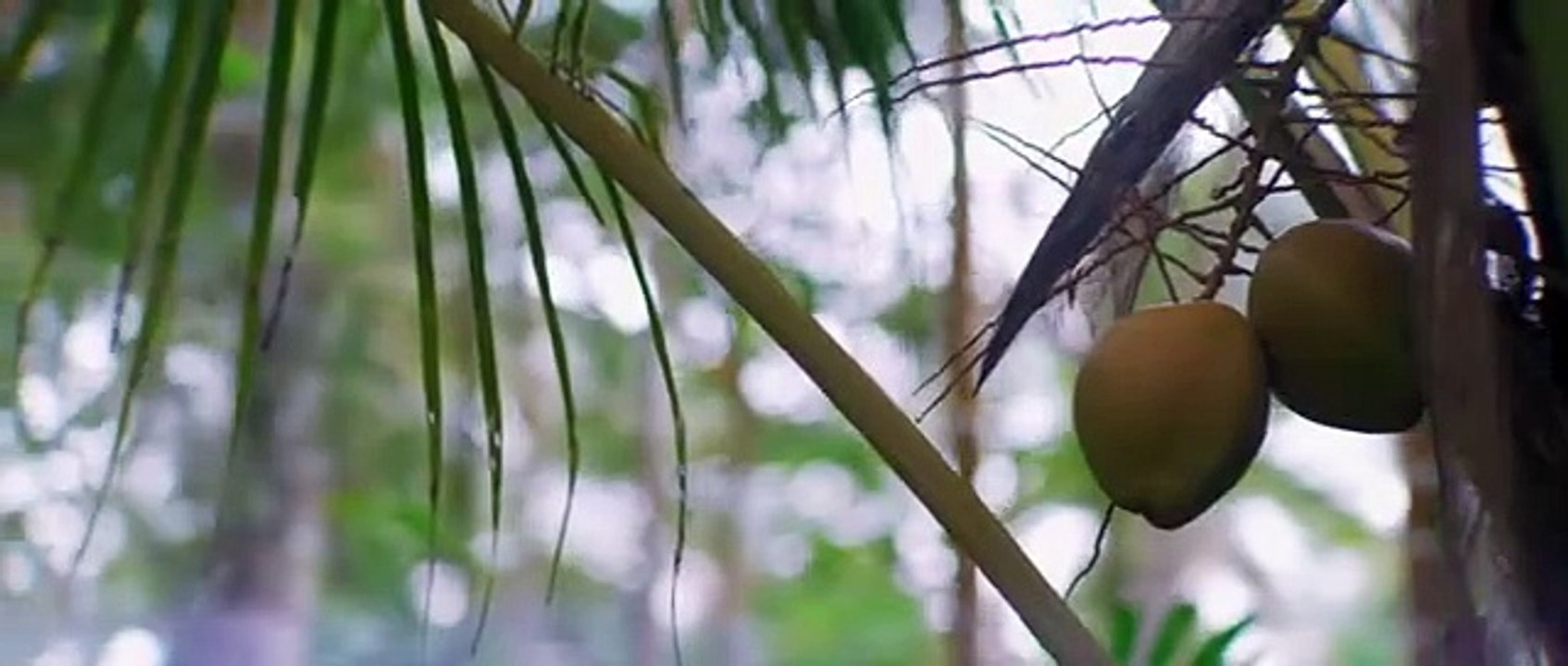 Kerala - Nature