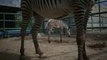 Nace una nueva cebra de Grevy en el único zoo de México con esta especie