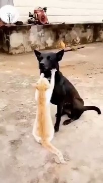 Un chien qui profite d'une session de massage offerte par un chat !