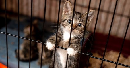 Animaleries, delphinariums, cirques : les conditions de vie des animaux en France vont changer grâce à ce projet de loi historique