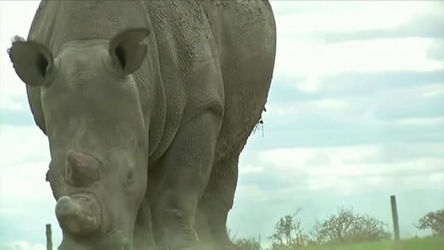 Un equipo de científicos espera poder dar a luz su primera cría de rinoceronte blanco del norte en 3 años