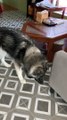 Excited Husky Goes Ape Over Apple