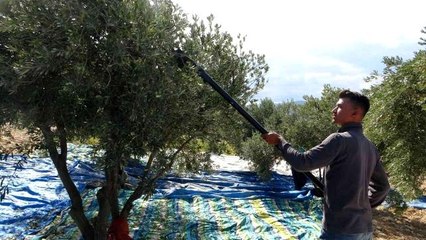 Zeytin üreticisi tüccardan dertli