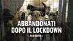 Animali, Enpa lancia l’allarme: “Troppi cuccioli abbandonati a fine lockdown”