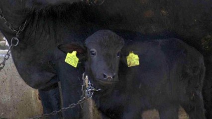 Kayseri'de ilk suni tohumlamayla doğan mandaya 'Küçükhisar' ismi verildi