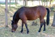 Yaralı halde bulunan eşek ve atlar hayvan barınağında tedavi edildi