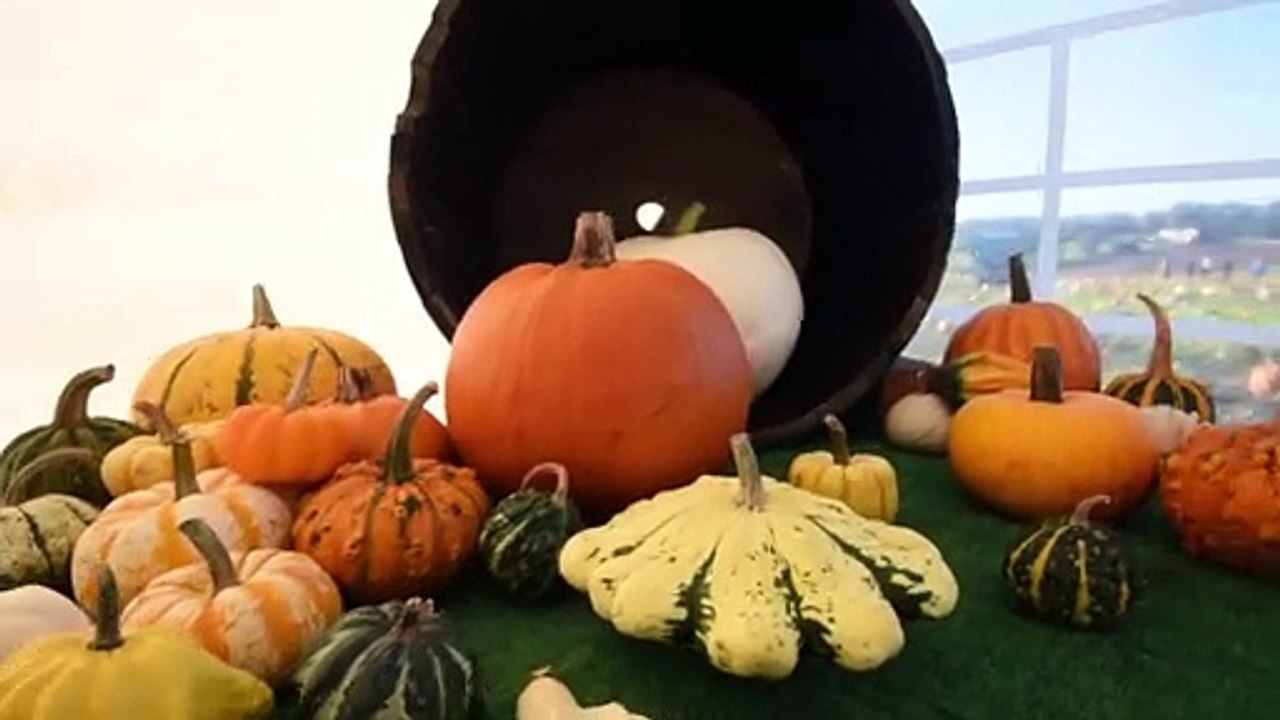 Roby Mill Pumpkin Patch