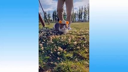 Baby Pets - Cute and Funny Pets Videos Compilation #11