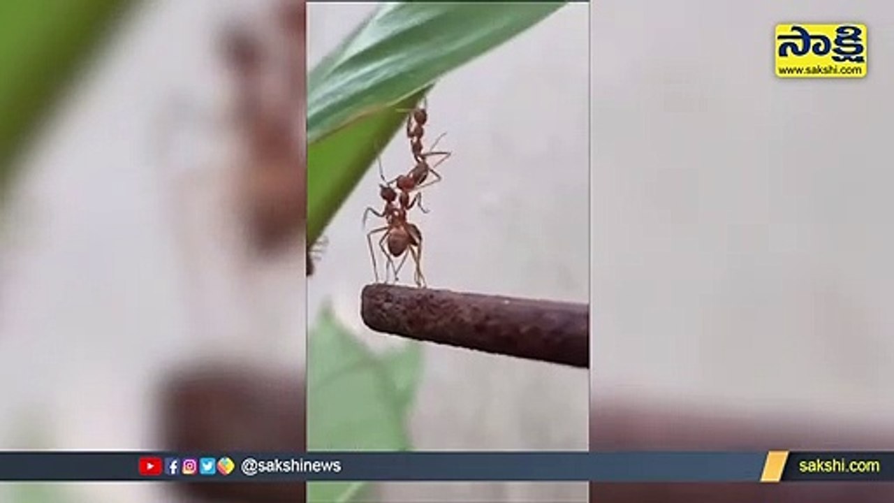 Viral Video: అరే ఇటు చూడండ్రా.. నన్నే వదిలేసి వెళ్లిపోతారేంట్రా?