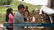 Balai Karantina Gorontalo Musnahkan Ribuan Kilogram Daging Ayam Beku Busuk
