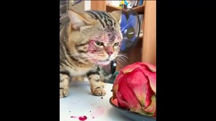 Baby Pets - Cute and Funny Pets Videos Compilation #12