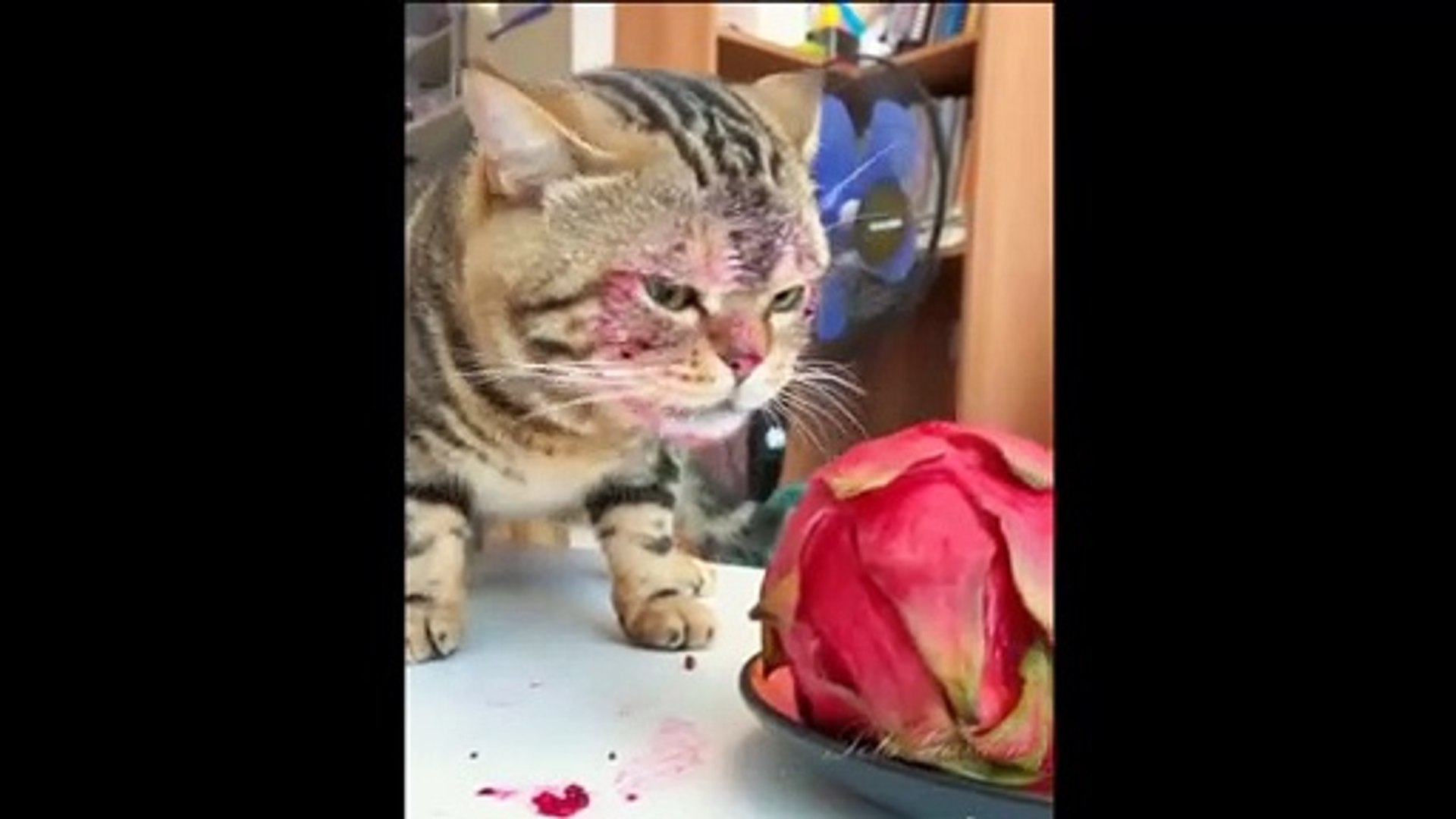 ⁣Baby Pets - Cute and Funny Pets Videos Compilation #12