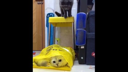 Baby Pets - Cute and Funny Pets Videos Compilation #15