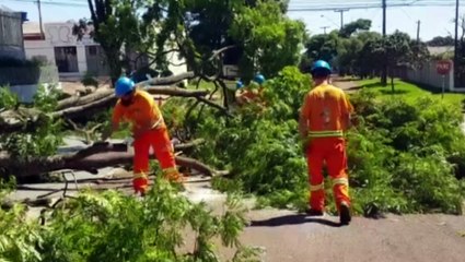 Tráfego é redirecionado durante trabalho de remoção de árvore em Cascavel