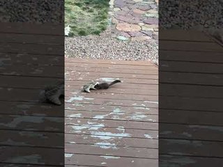 Squirrel Having a Blast With Dog’s Stuffed Bunny