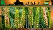 Kisan Bulletin :   गेहूं बुवाई ( wheat sowing) की तैयारी में जुटे किसान, डीबीडब्ल्यू-303 (DBW-303) की मांग सबसे ज़्यादा | Agri News | Green TV