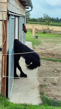 Headbanger Horse #horsesoftiktok #stallion #friesian #headbanger