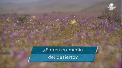 Desierto florido, laboratorio natural de un futuro con cambio climático