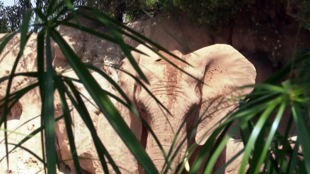 La caza furtiva propicia la evolución de elefantes sin colmillos