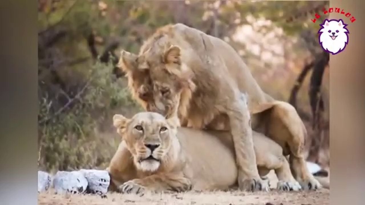 LIONS SAUVAGES   _360P