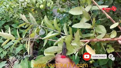 Guava tree air layering easy method | পেয়ারা গাছে গুটি কলম করার পদ্ধতি | air layering guava tree