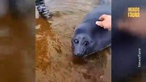 Foca conmueve con su rostro tras recibir caricias