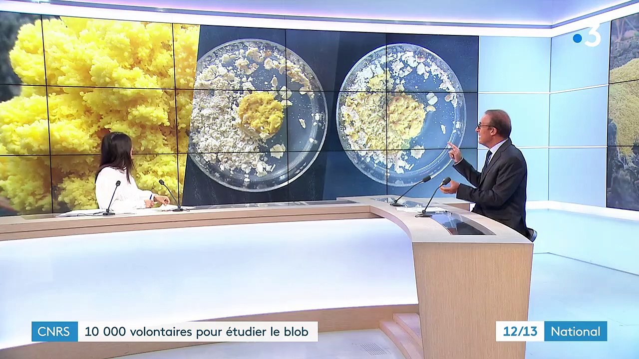 Sciences : le CNRS recrute 10 000 volontaires pour étudier le blob