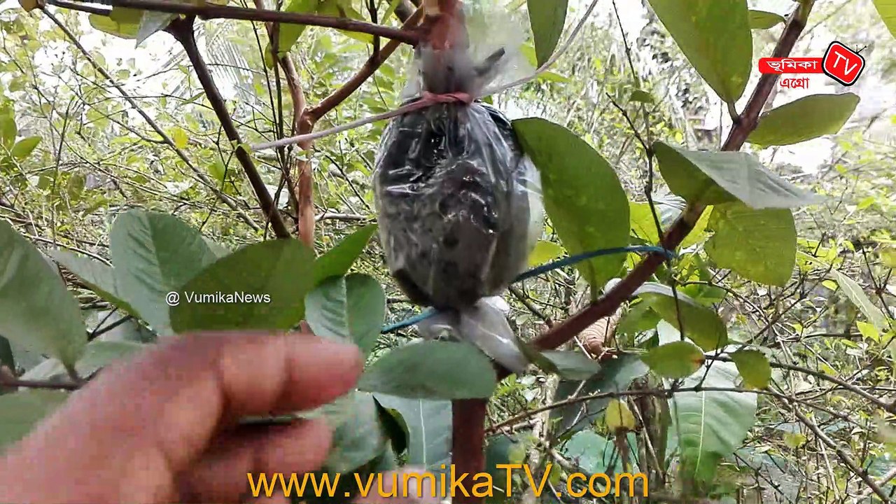 Guava tree air layering easy method | পেয়ারা গাছে গুটি কলম করার পদ্ধতি | air layering guava tree