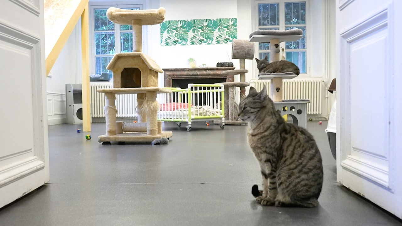 A Louveciennes, une maison de retraite… pour chats !