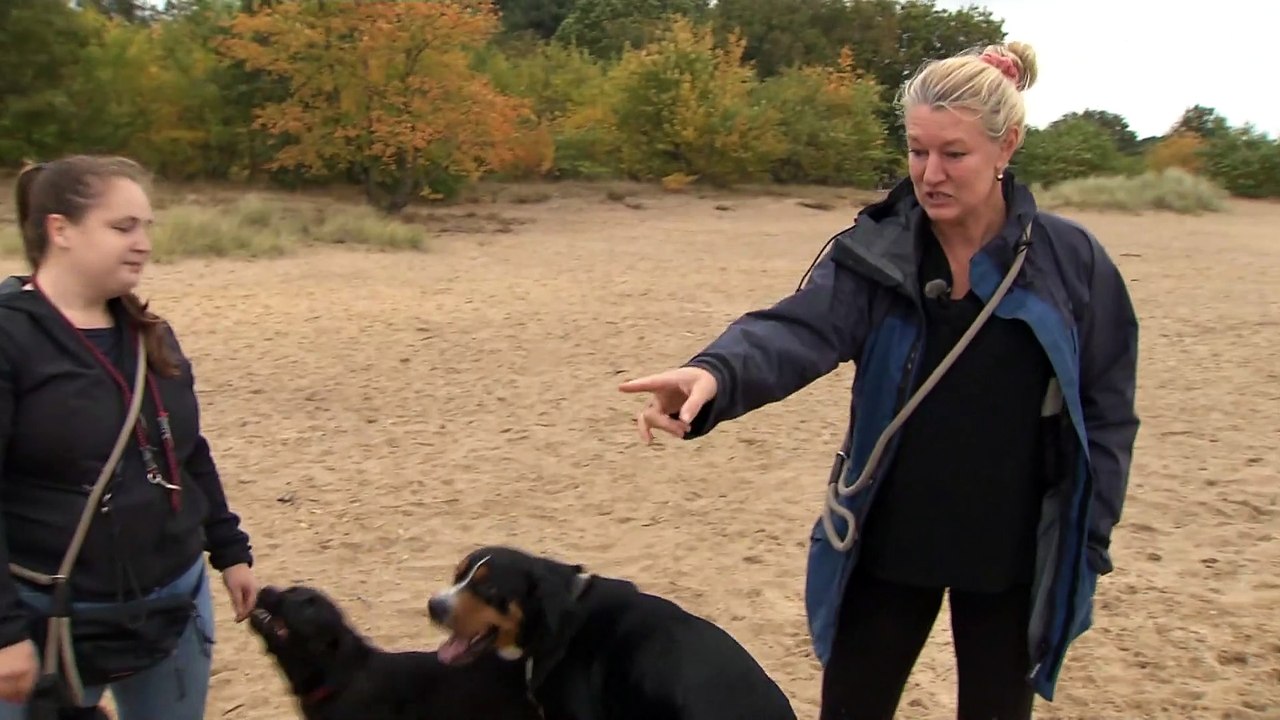 Keine Zeit für Gassi gehen: Hundesitter sind überlastet