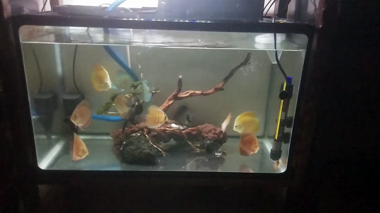 Discus blue diamond