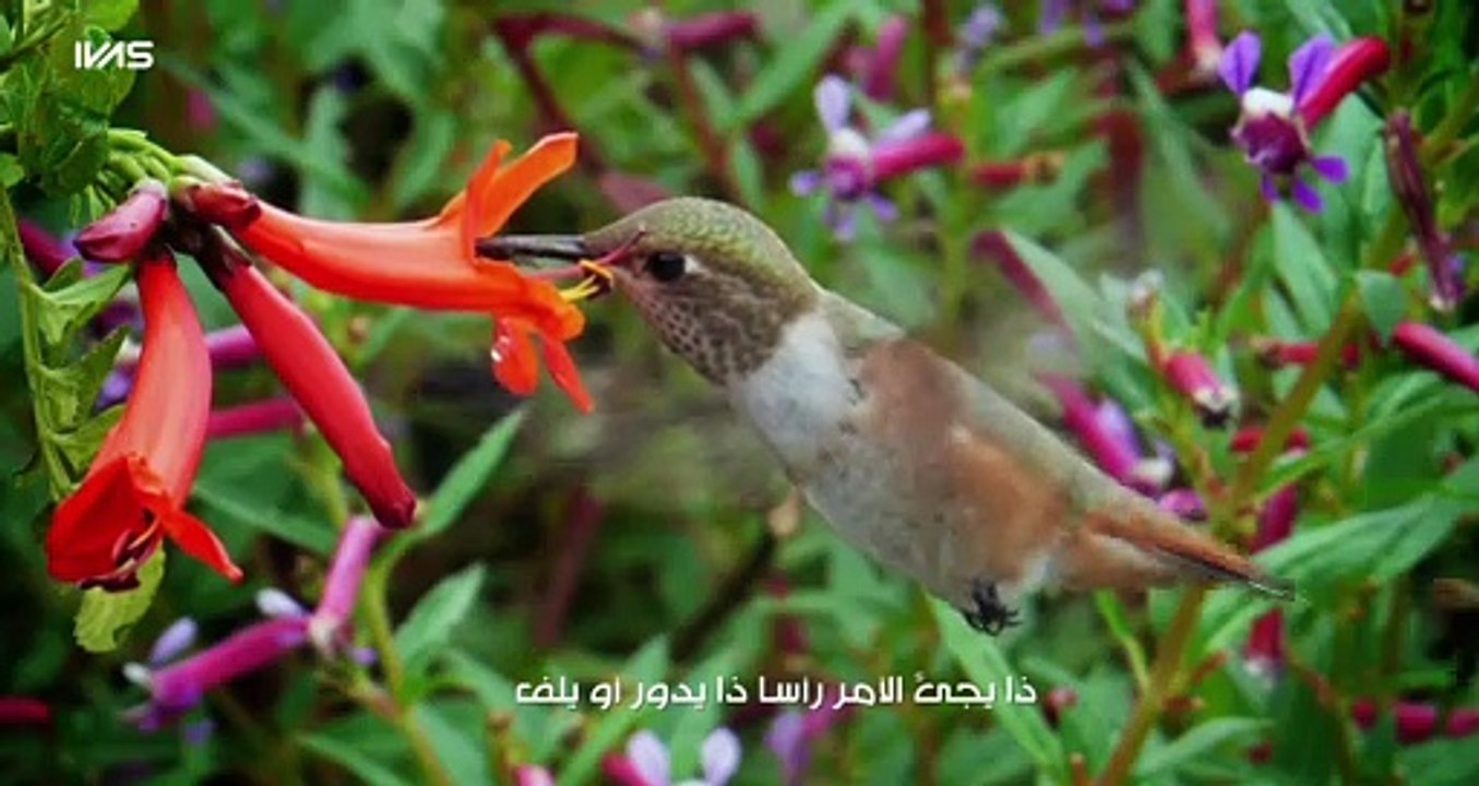 مشاري راشد العفاسي - توشك العين 2016 - Mishari Rashid Alafasy Toshek Alen.mp4