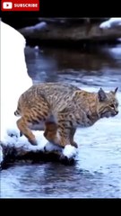 Viral Animals Video Clip | Tiger Pub Jump | Funny Animals #Shorts