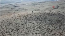 Jandarma, kayıp büyükbaş hayvanları drone ile buldu