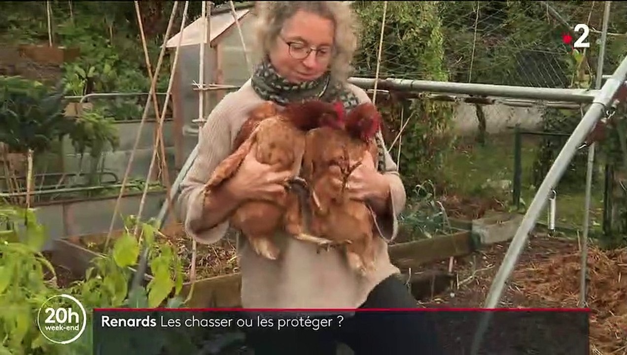 Animaux : les chasser ou les protéger, que faire des renards ?