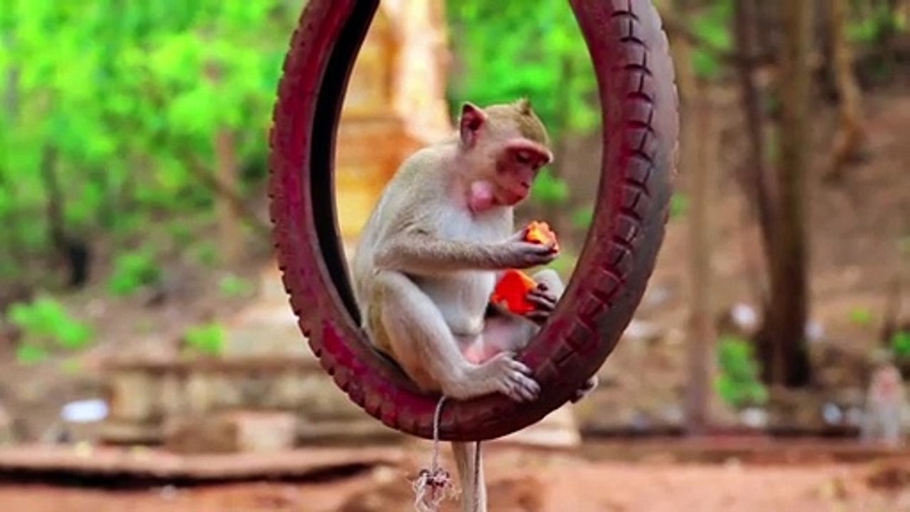 Funny Animal 2021 Monkey