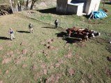 Kaybolan büyükbaş hayvanlar drone yardımıyla bulundu