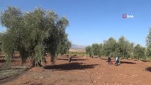 Kilis'te zeytinde erken hasat dönemi